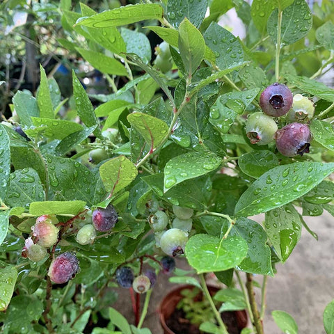 Blueberry Plant
