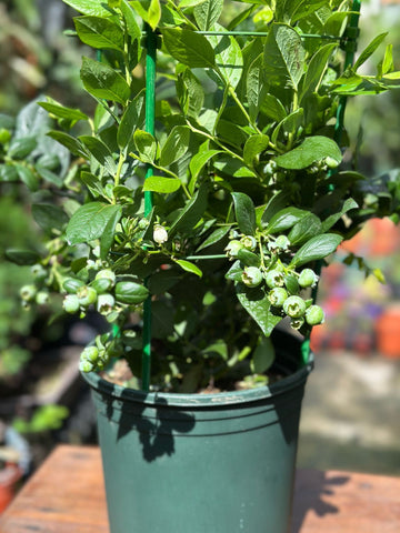 Blueberry Plant