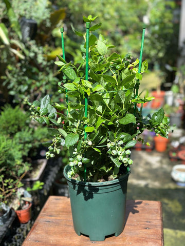 Blueberry Plant