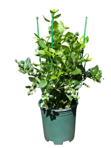 Blueberry Plant