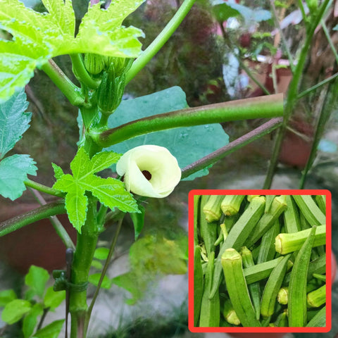 Okra 秋葵 Ladies Fingers (Abelmoschus Esculentus)