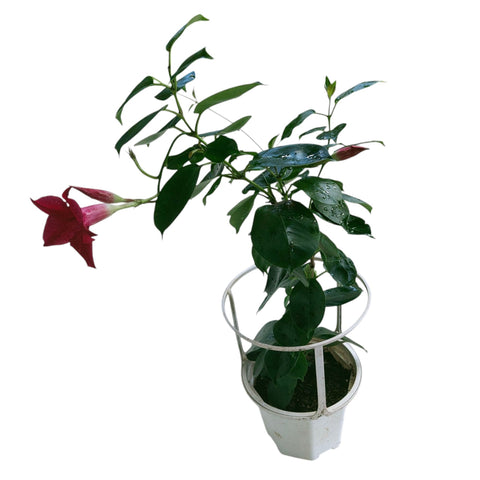 Mandevilla 文藤屬 (Rocktrumpet)