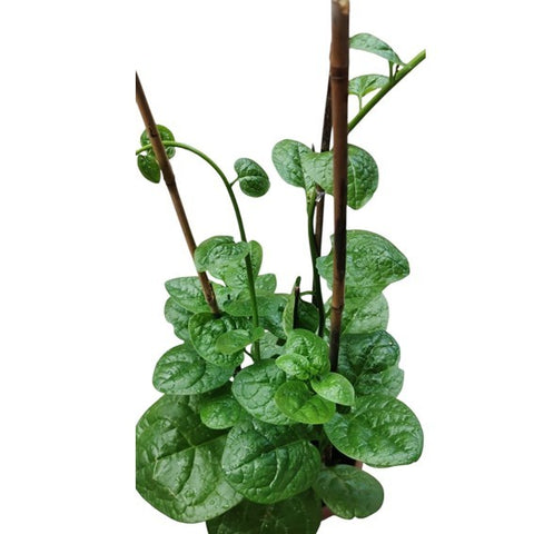 Malabar Spinach (Basella Alba) 帝皇苗
