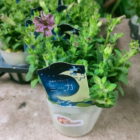 Petunia Double - Special Color (Japan)