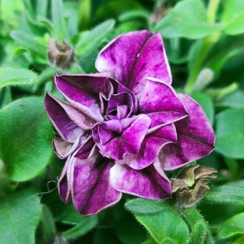Petunia Double - Special Color (Japan)