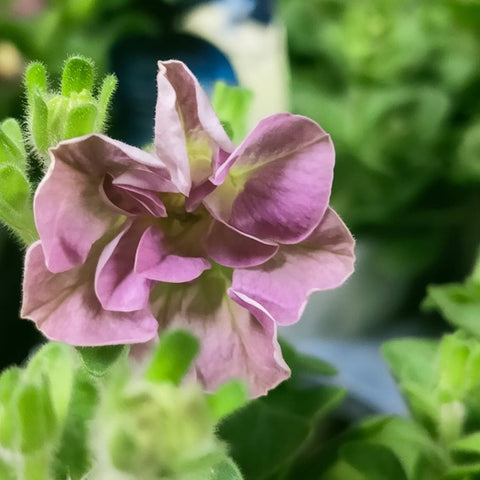 Petunia Double - Special Color (Japan)