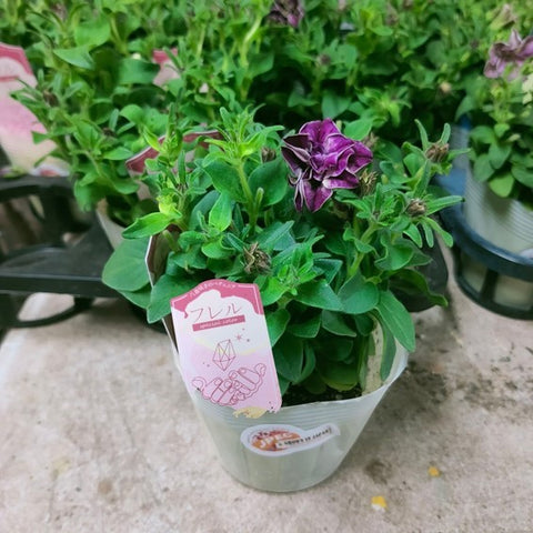 Petunia Double - Special Color (Japan)
