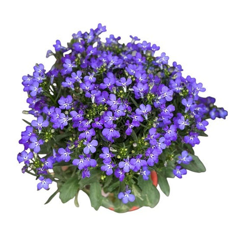 Lobelia