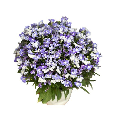 Lobelia