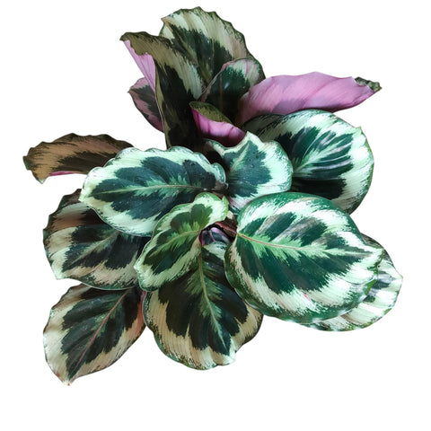 Calathea Shinestar