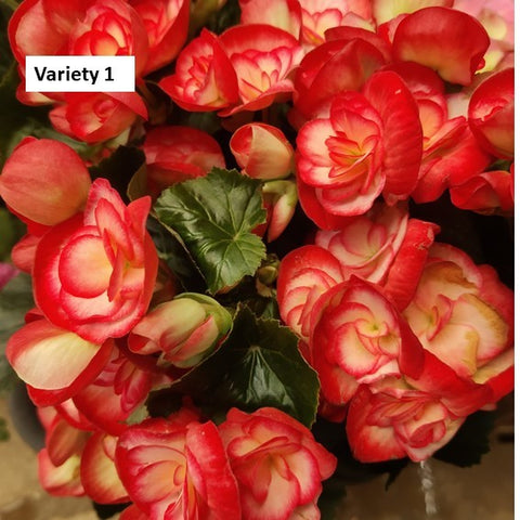 Begonia Rose