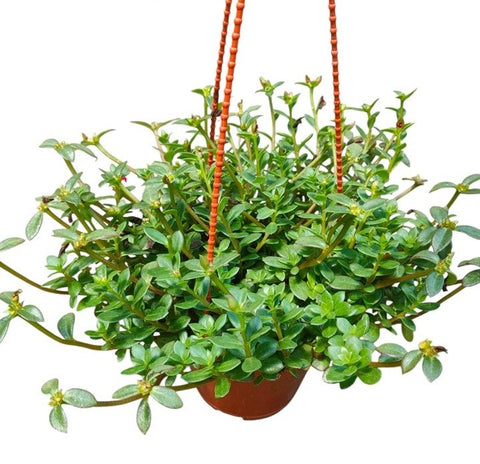 Portulaca Oleracea Green (Japanese Rose)