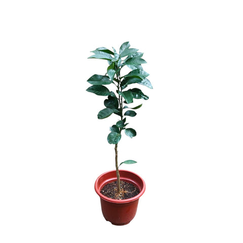 Citrus grandis tomentosa 化橘红