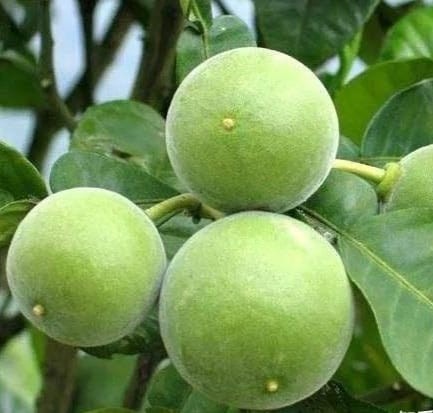 Citrus grandis tomentosa 化橘红