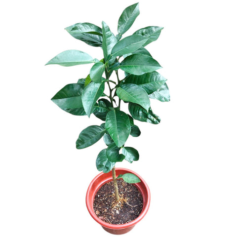 Citrus grandis tomentosa 化橘红