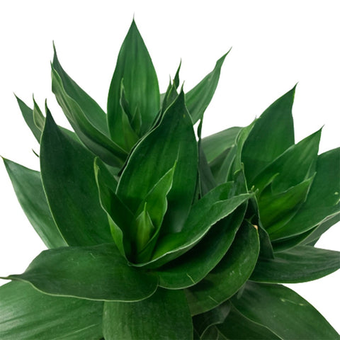 Lucky Bamboo (Dracaena Compacta) Hydro 4194