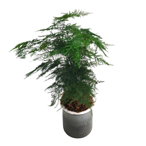 Asparagus Fern (Asparagus Setaceus) Hydro 4195
