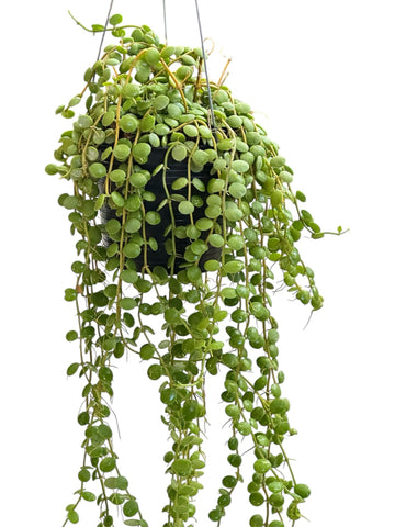 Dischidia Nummularia (String of Nickels)