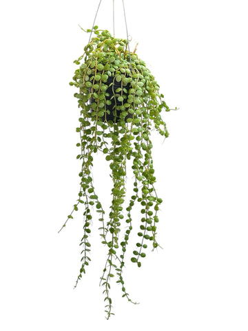 Dischidia Nummularia (String of Nickels)