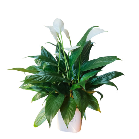 Spathiphyllum in self-watering pot (1409)