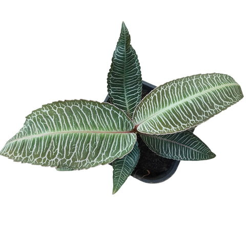 Labisia sp. Pink Vein (708)