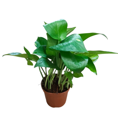 Epipremnum Aureum (Money Plant)