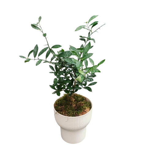 Mini KinKan 金柑 (Fortunella Japonica)