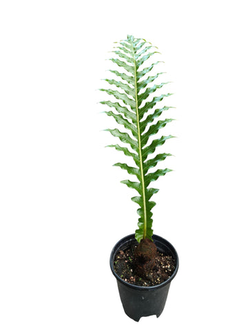 Aglaomorpha coronans (Snake Leaf Fern)