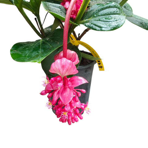 Medinilla Magnifica