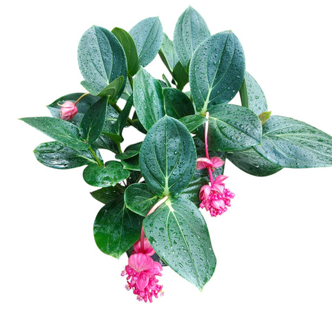 Medinilla Magnifica