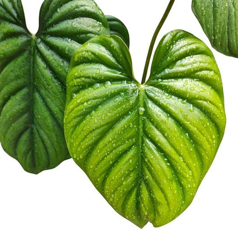 Philodendron sp. Columbia