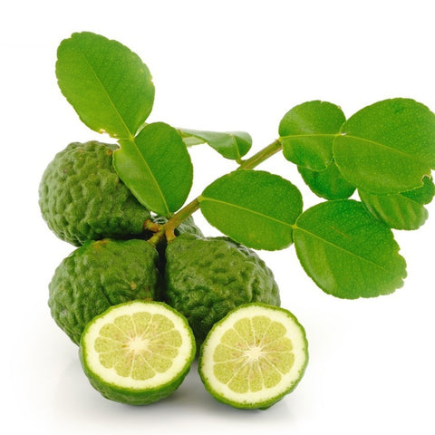 Kaffir Lime (Citrus Hystrix) Topiary