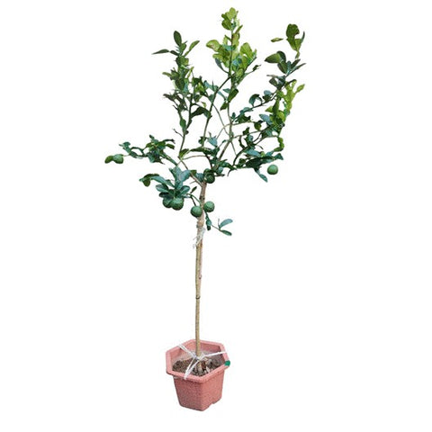 Kaffir Lime (Citrus Hystrix) Topiary