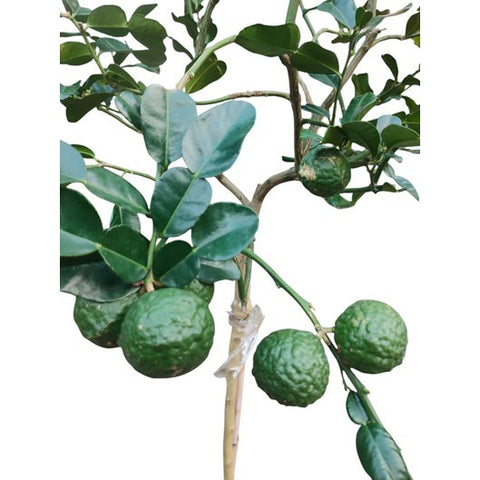 Kaffir Lime (Citrus Hystrix) Topiary