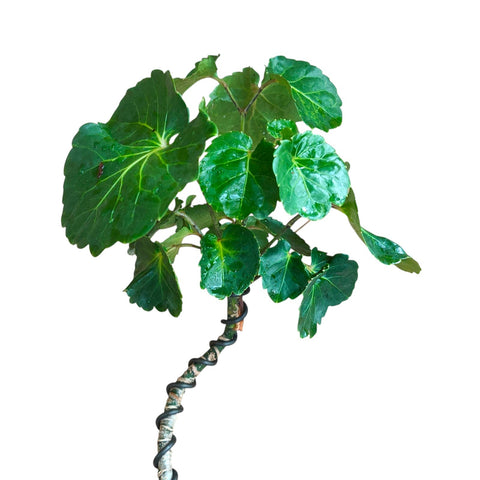 Polyscias scutellaria twisted form (713)