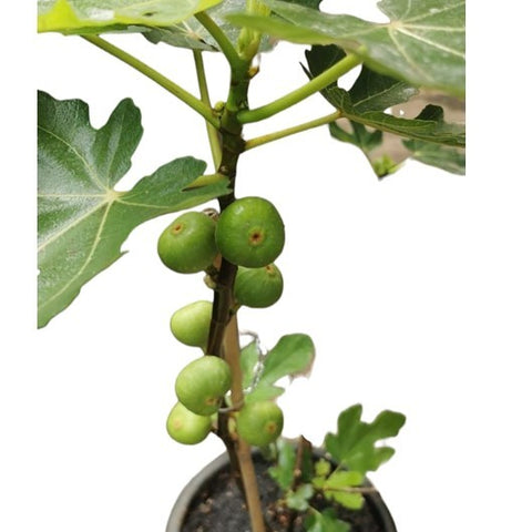 Fig (Ficus Carica)