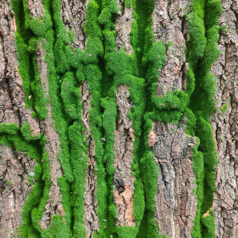 Artificial Moss Cloth 苔藓布