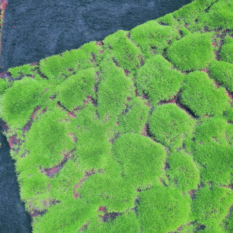 Artificial Moss Cloth 苔藓布