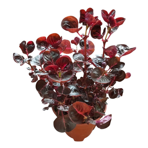 Iresine Herbstii (Bloodleaf)