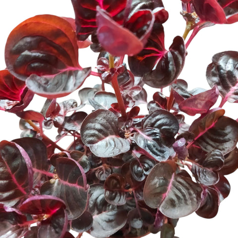 Iresine Herbstii (Bloodleaf)