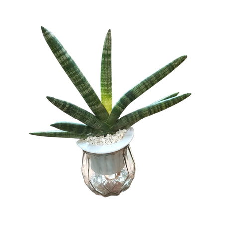 Sansevieria Cylindrica Boncel Hydro (4201)