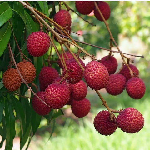 Lychee (Litchi chinensis)