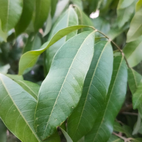 Dimocarpus longan (grafted)