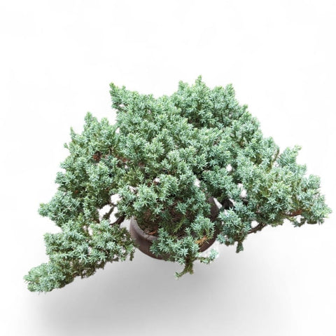 Juniperus procumbens (珍珠柏)
