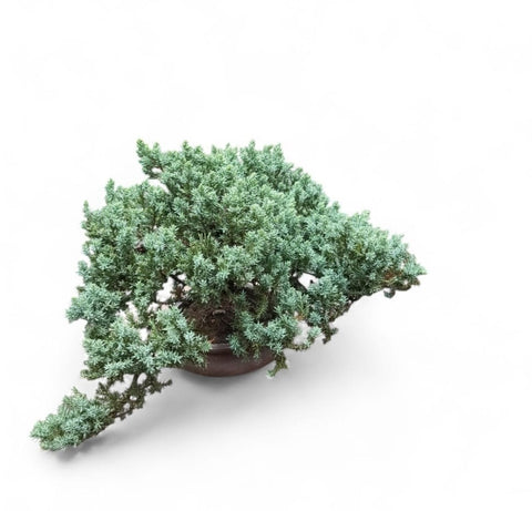 Juniperus procumbens (珍珠柏)