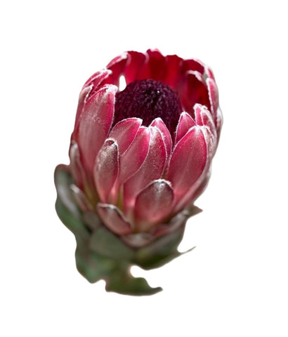 FreshCut Protea