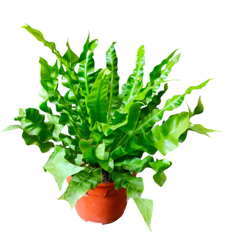 Asplenium 'Crispy Wave'