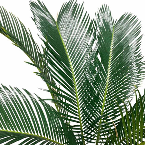 Sago Palm Multi-head (Cycas Revoluta)