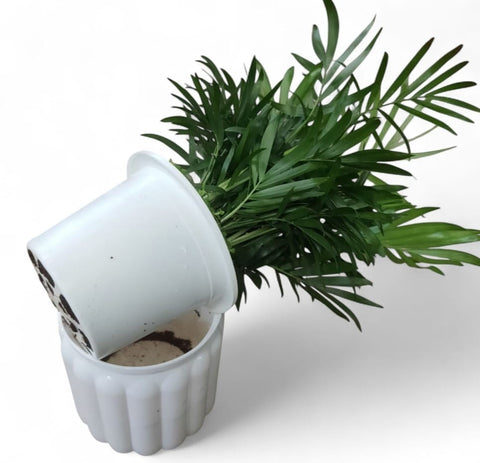 Parlor Palm (Chamaedorea) - Hydro (4206)