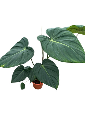 Philodendron McDowell